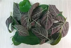 Sewer vine la mo 100g