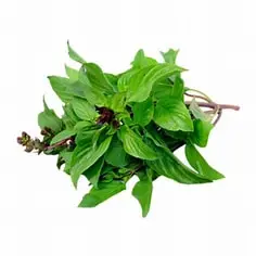 Sweet basil 100g