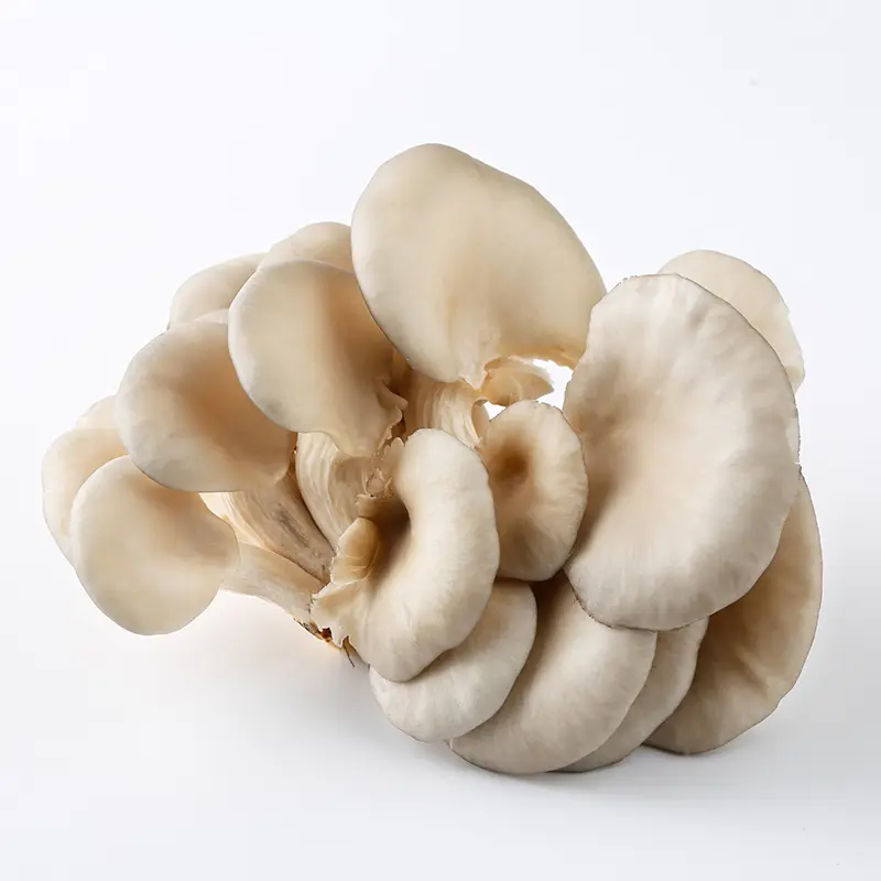 Oyster mushroom 200g
