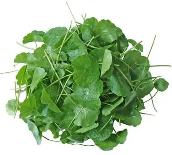 TH Pennywort Leaf 100g
