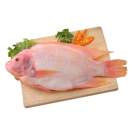 Red Tilapia G&S /kg Gross Weight