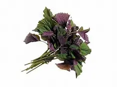 Perilla Frutescens la tia to 100g