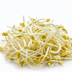 Mung Bean Sprouts Gia do 500g